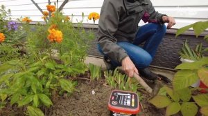 Флоксы осенью. Прямо сейчас повышаем цветение к весне: обрезка, обработка, подкормка