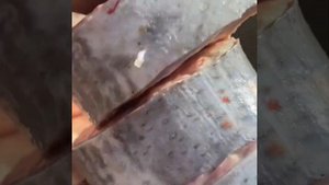 Стерлядь 7кг мариновка для шашлыка от Бабаяна Асатура