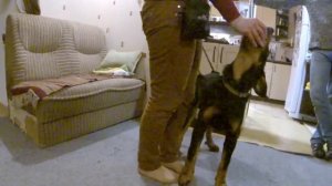 118. Дрессировка щенка босерона Финиста 4 месяца