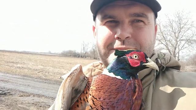 Ручной фазан любимец. Вся птица фазана не пострадала, все были выпущены в дикую природу. смотреть онлайн