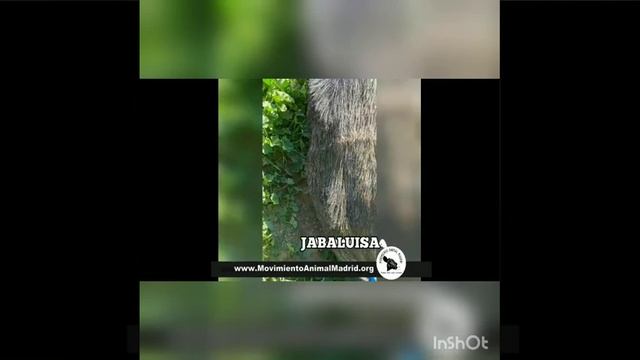 Movimiento animal Madrid смотреть онлайн