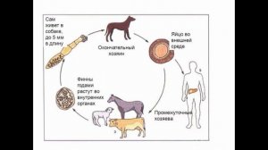 Эхинококк (Echinococcus granulosus) - Эхинококкоз: Жизненный цикл, Диагностика, Профилактика.