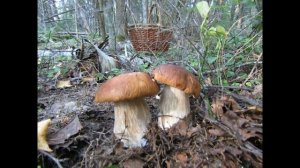 Белые грибы.