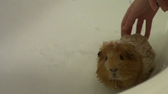 How to: Clean a Male Guinea Pigs Grease Gland смотреть онлайн