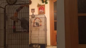 Попугай матерится) прикол) научили на свою голову)))