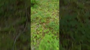 Подмолочник, Молочай, Груздь красно-коричневый(Lactarius volemus) 30.07.2023