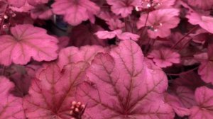Heuchera Primo Wild Rose