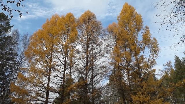 Лиственница в начале октября, золотистый цвет хвои