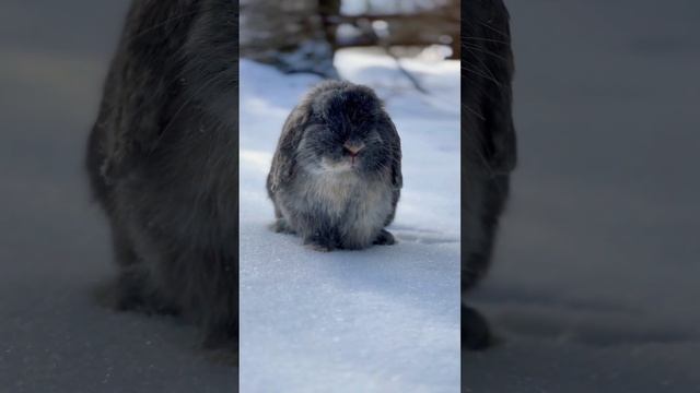 ????#viral #rabbit #bunny #cutebunny #cuterabbit #cute #kawaiibunny #bunnyhop смотреть онлайн
