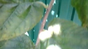 Фундук Трапезунд.Подсказки плодоносящего дерева.Выход ядра через год после урожая.