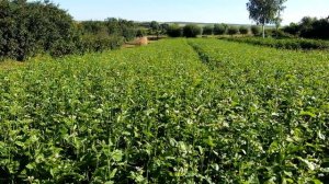 №2Как я избавился от крестоцветной блошки   Горчица сидерат