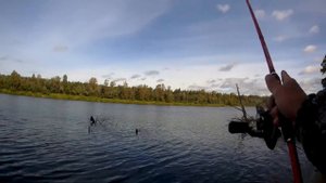 РЫБАЛКА НА ВЕТЛУГЕ