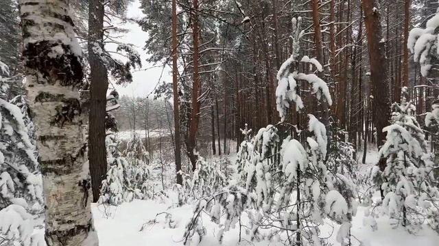 Сумка-тележка, ёлка и отдых / #бытобудни #8 смотреть онлайн