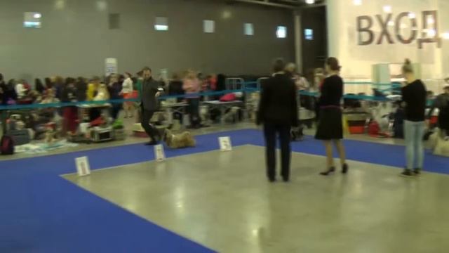 Кобели класс чемпионов смотреть онлайн