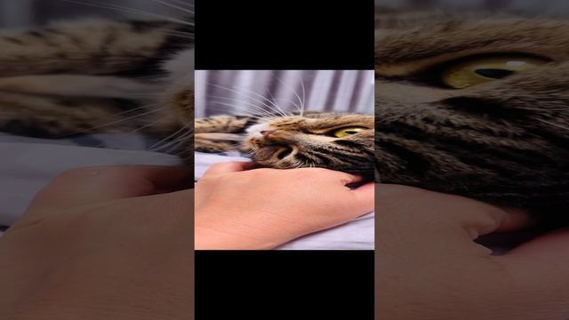 ЧЕССИ🐯САДИМСЯ НА ДИЕТУ🧩