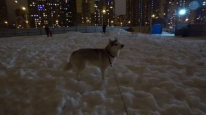 Реакция хаски на салют (хаски Капелла)