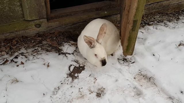 ТАИНСТВЕННЫЕ ЗВУКИ ИЗ НОРКИ. И КАК НАЗВАТЬ КРОЛИКОВ. смотреть онлайн