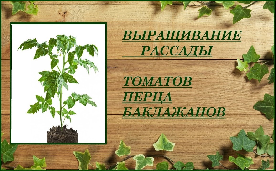 Выращивание рассады овощей ранних томатов, перца, баклажанов