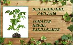 Выращивание рассады овощей ранних томатов, перца, баклажанов