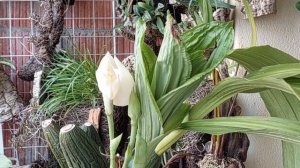 Орхидея Anguloa tognettiae-Первое Цветение