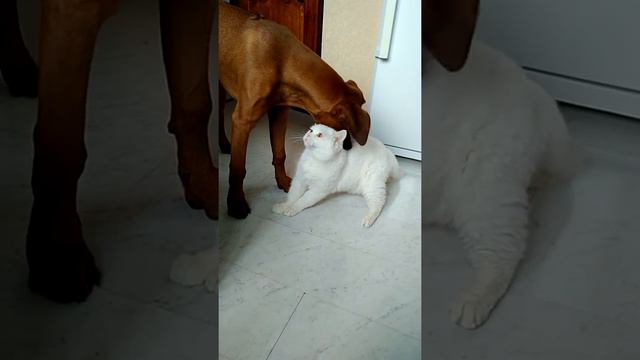 Риджбек и кот