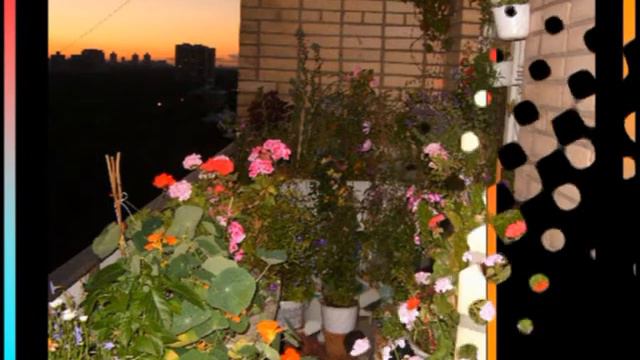 Мои цветы вечером и ночью смотреть онлайн