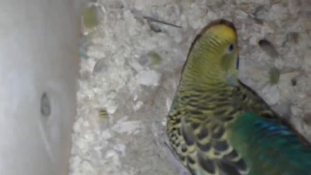 Откладывание и высиживание яиц у волнистых попугаев. смотреть онлайн