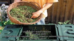 Выращивание на грядках дачи гороха под силу каждому