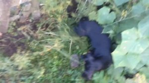 Безумная такса лает на ежа