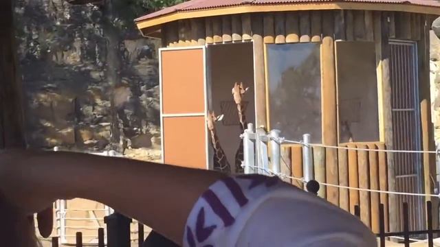 Giraffes are back at the San Antonio Zoo! смотреть онлайн