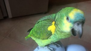 Мой попугай, очень красивый Амазон 🦜