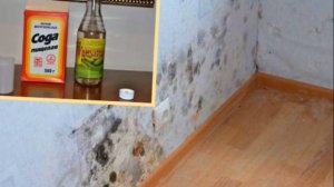 Как избавиться от плесени на стенах
