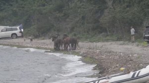 Дикий табун лошадей на острове Песчаный 2021