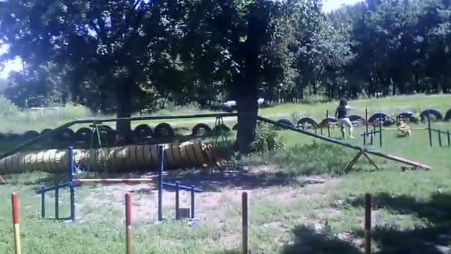 Тренировка новошотландский ретривер (толлер) смотреть онлайн