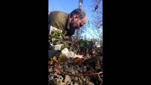 ежевика КАЛАМБИЯ СТАР. Посадка. 06.11.2019