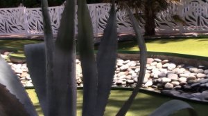 Идеи для южного сада