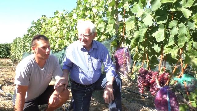 г.ф. винограда "Памяти родителей" селекция Поповича Ю.В. смотреть онлайн