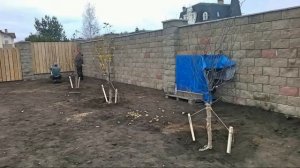 Посадка плодовых деревьев осень