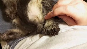 Мейн кун полидакт  Гера, с огромными лапами, 2 месяца 😋