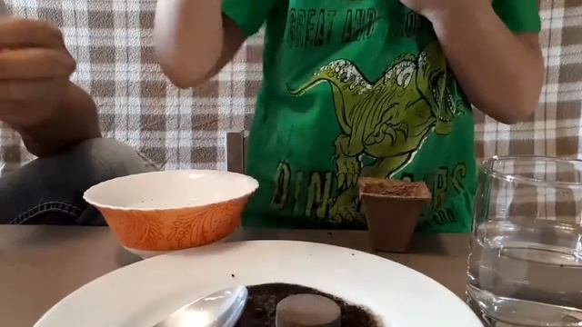 Учимся выращивать садовые растения дома Сажаем рукколу, шпинат и редиску