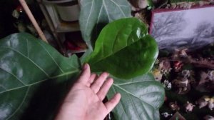 как домашние растения переживают жару