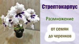 Стрептокарпусы. Размножение черенками и семенами. Разные способы. Обзор стрептокарпусов.