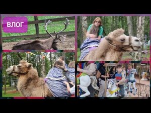 Влог. Контактный зоопарк во Внуково. Верблюдица Жасмин не захотела катать. Кормили всех