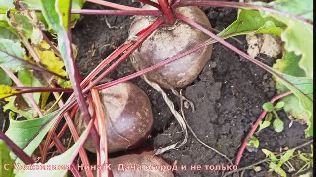 НИКОГДА БЫ НЕ ПОДУМАЛА ЧТО МОЖНО САЖАТЬ СВЁКЛУ В ИЮНЕ! УХОД И ПОДКОРМКА СВЁКЛЫ