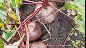 НИКОГДА БЫ НЕ ПОДУМАЛА ЧТО МОЖНО САЖАТЬ СВЁКЛУ В ИЮНЕ! УХОД И ПОДКОРМКА СВЁКЛЫ