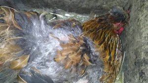 Как определить что курица скора сядет на яйца.