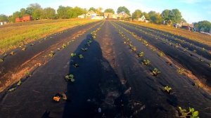 Доход за Сезон. Увеличиваем маштабы, Выращивание Клубники.