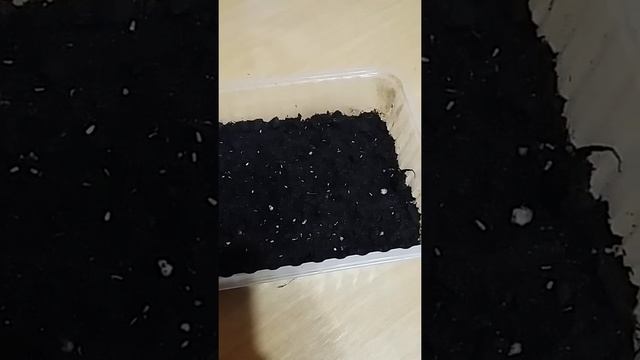 Посев Тысячелистника на рассаду??? Результат эксперемента с посевом Гималайского Мака? смотреть онлайн