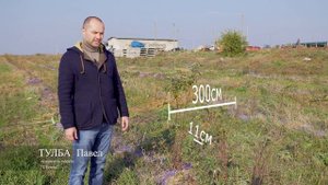 Видео презентация саженцы шиповника , метод зеленого черенкования