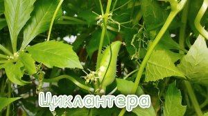 Циклантера